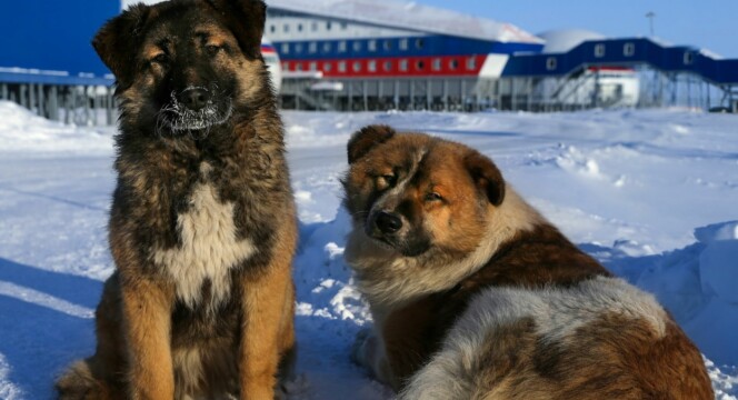 <strong>HUNDER:</strong> Besetningen på Nagurskaja-basen bruker blant annet sledehunder for å komme seg rundt. Foto: Russlands forsvarsdepartement <strong>HUNDER:</strong> Besetningen på Nagurskaja-basen bruker blant annet sledehunder for å komme seg rundt. Foto: Russlands forsvarsdepartement