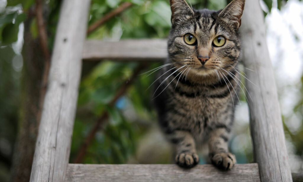 image: Kvinne flyttet fra kattene sine – dømt til betinget fengsel