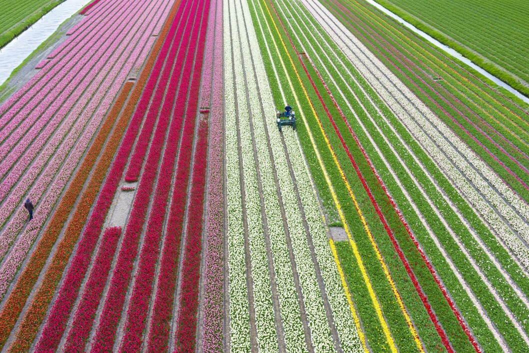TULIP FIELDS: Noe så utrolig vakkert! Nederlenderne har virkelig fått til dette med blomster, altså! Foto: Anders Andersson/REX Shutterstock TULIP FIELDS: Noe så utrolig vakkert! Nederlenderne har virkelig fått til dette med blomster, altså! Foto: Anders Andersson/REX Shutterstock