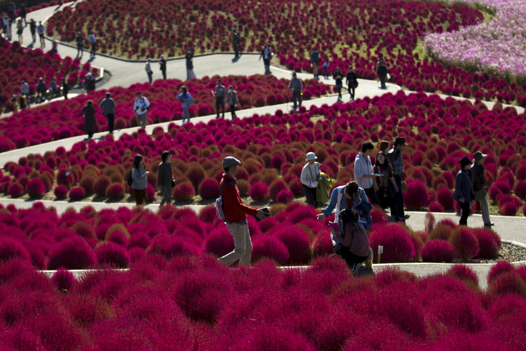 HITACHI SEASIDE PARK: Denne fantastiske parken finner du i Tokyo! Foto: Reuters HITACHI SEASIDE PARK: Denne fantastiske parken finner du i Tokyo! Foto: Reuters