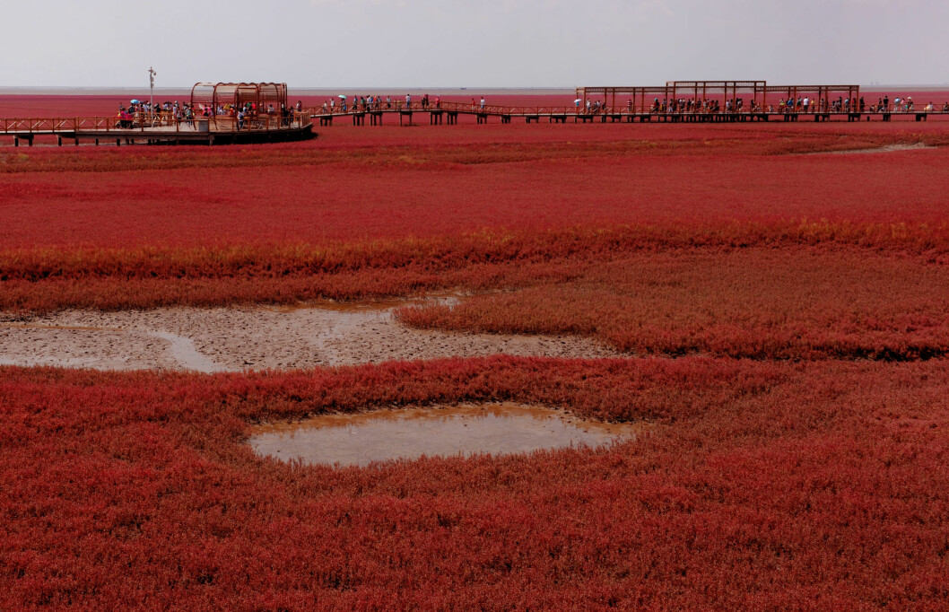 RED BEACH: Hvis du vil hit må du dra helt til Kina, men det er vel verdt turen, eller hva? Foto: SipaUSA RED BEACH: Hvis du vil hit må du dra helt til Kina, men det er vel verdt turen, eller hva? Foto: SipaUSA