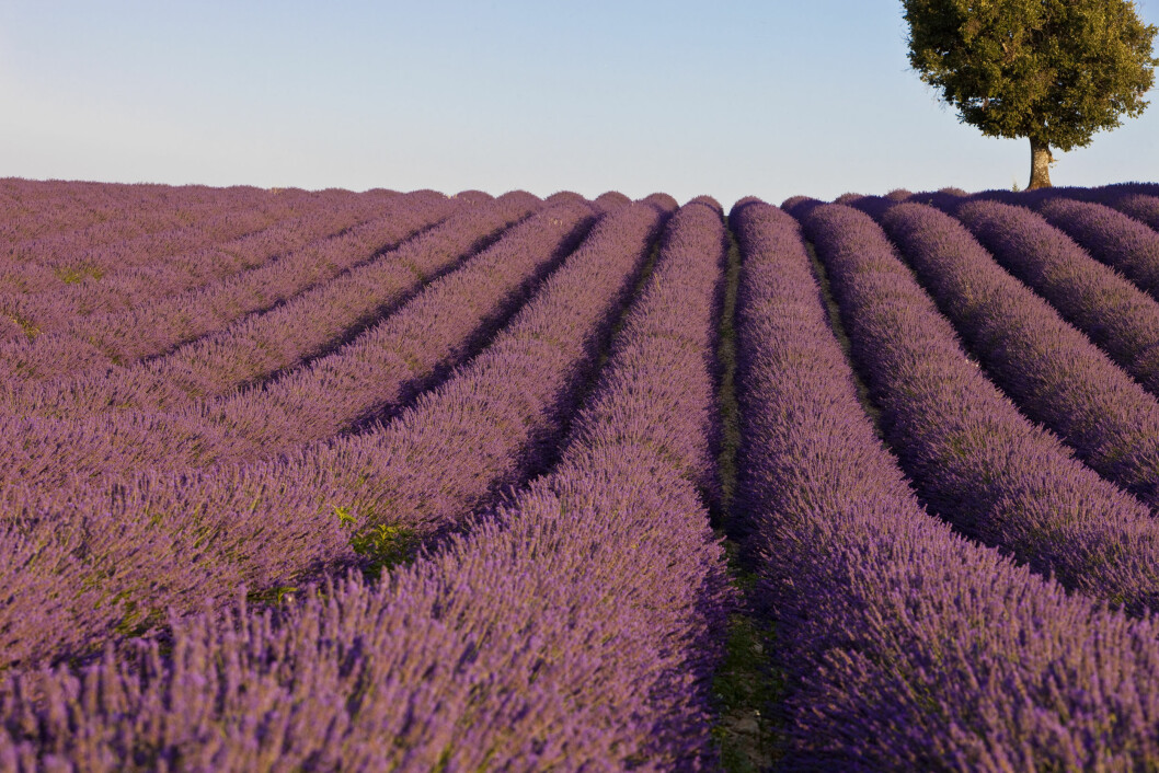 <strong>LAVENDER:</strong> Åkre som denne, fulle av lavender, kan du finne i blant annet Frankrike. Foto: Hemis <strong>LAVENDER:</strong> Åkre som denne, fulle av lavender, kan du finne i blant annet Frankrike. Foto: Hemis