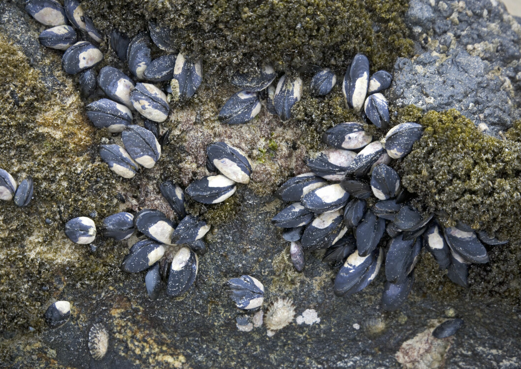 PLUKK SELV: Har du lyst til å plukke blåskjellene selv, bør du lese tipsene i denne saken først. Foto: Science Photo Library PLUKK SELV: Har du lyst til å plukke blåskjellene selv, bør du lese tipsene i denne saken først. Foto: Science Photo Library