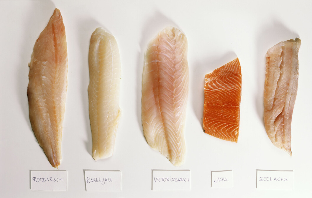 MYE PROTEIN: Svært mange av fiskesortene vi spiser i dag, som laks og torsk, er rike på protein. Foto: StockFood MYE PROTEIN: Svært mange av fiskesortene vi spiser i dag, som laks og torsk, er rike på protein. Foto: StockFood
