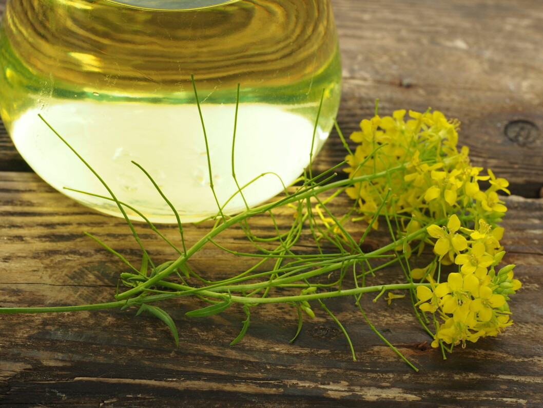 RAPS: Denne oljen bør du gå for. Foto: Witold Krasowski - Fotolia RAPS: Denne oljen bør du gå for. Foto: Witold Krasowski - Fotolia