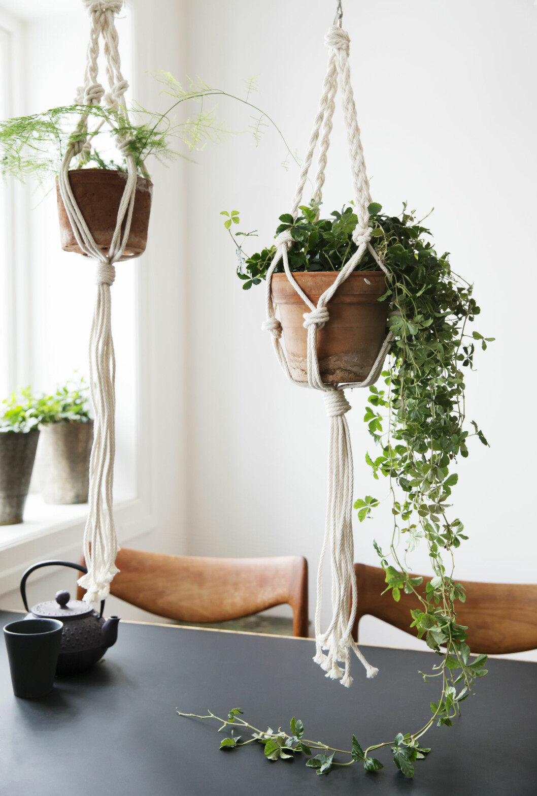 FRA TAKET: Varier størrelsen på plantene. Det er flott med en skikkelig stor, dominerende plante som får lov til å bruke litt plass. Foto: Yvonne Wilhelmsen FRA TAKET: Varier størrelsen på plantene. Det er flott med en skikkelig stor, dominerende plante som får lov til å bruke litt plass. Foto: Yvonne Wilhelmsen
