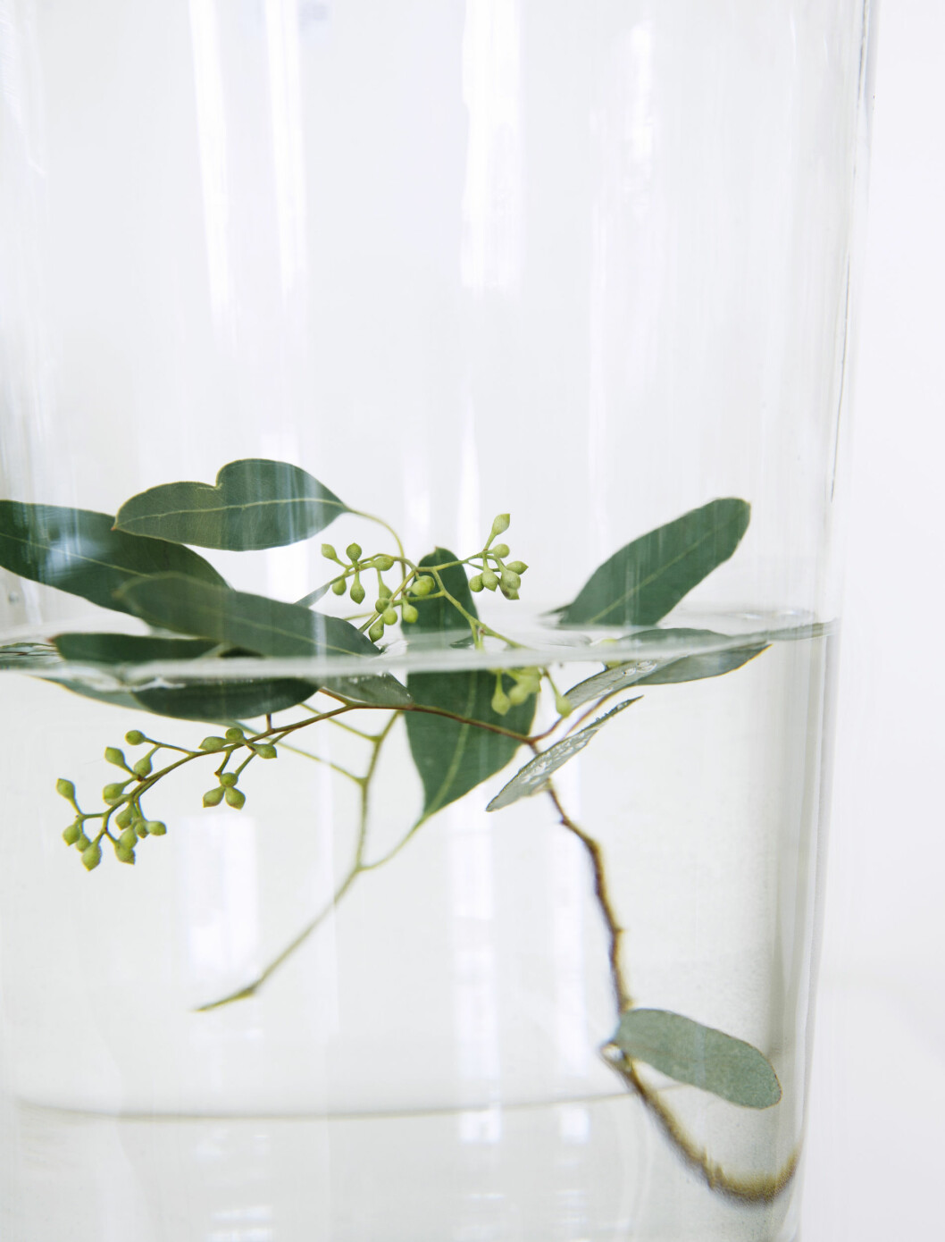 AVLEGGERE: Så skjørt og vakkert! Å «lage» en plante selv ved å se at de lager rottråder, er nesten som å føle seg som en liten skaper. Foto: Yvonne Wilhelmsen AVLEGGERE: Så skjørt og vakkert! Å «lage» en plante selv ved å se at de lager rottråder, er nesten som å føle seg som en liten skaper. Foto: Yvonne Wilhelmsen