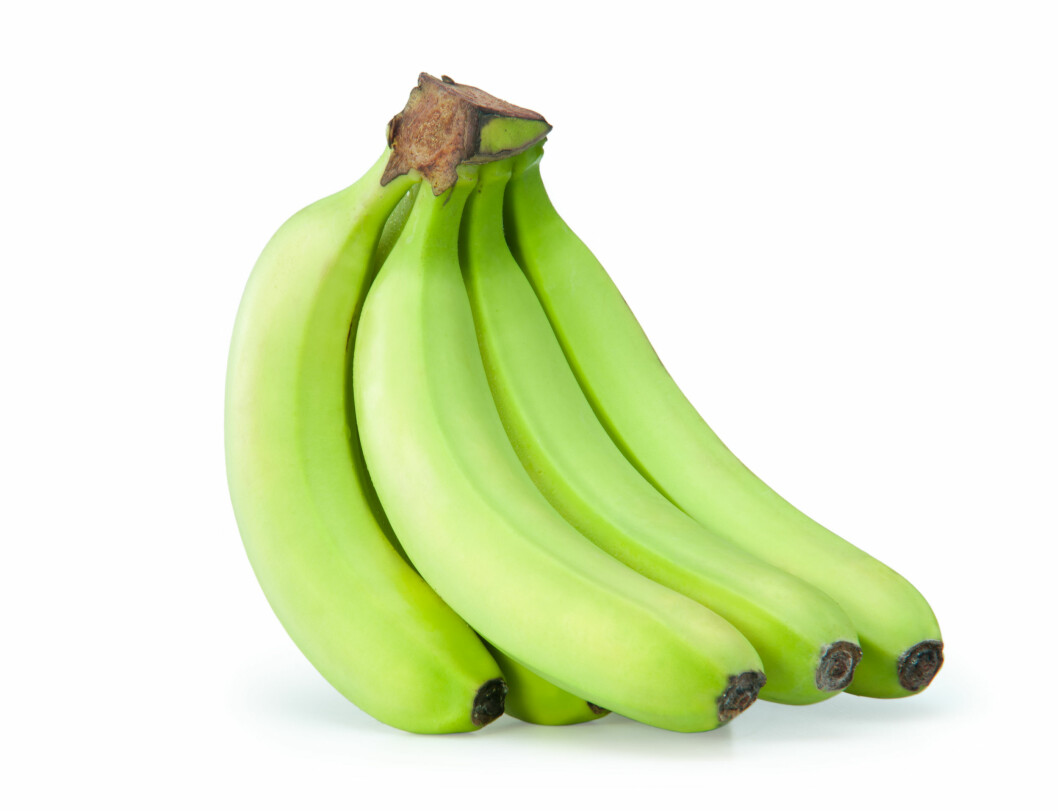 GRØNN: Den mer grønnlige bananen, altså den som ikke er helt moden, har en høyere andel stivelse og såkalt resistent stivelse (som fungerer som fiber i tarmen), men en lavere andel sukker enn den mer modne bananen. Foto: kurtov - Fotolia GRØNN: Den mer grønnlige bananen, altså den som ikke er helt moden, har en høyere andel stivelse og såkalt resistent stivelse (som fungerer som fiber i tarmen), men en lavere andel sukker enn den mer modne bananen. Foto: kurtov - Fotolia
