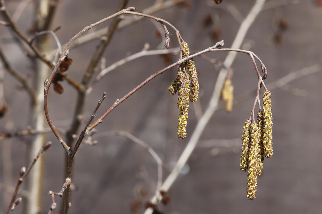 OR OG HASSEL: Pollen fra or og hassel er allerede i lufta i store deler av landet, mens bjørkepollenet kommer litt senere.
Foto: All Over Press OR OG HASSEL: Pollen fra or og hassel er allerede i lufta i store deler av landet, mens bjørkepollenet kommer litt senere.
Foto: All Over Press