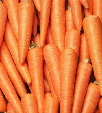 KOK GULRØTTENE: Da får du aller mest ut av dem. Foto: Fotolia KOK GULRØTTENE: Da får du aller mest ut av dem. Foto: Fotolia