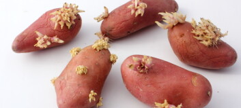Spiser du disse, kan du bli forgiftet Spiser du disse, kan du bli forgiftet