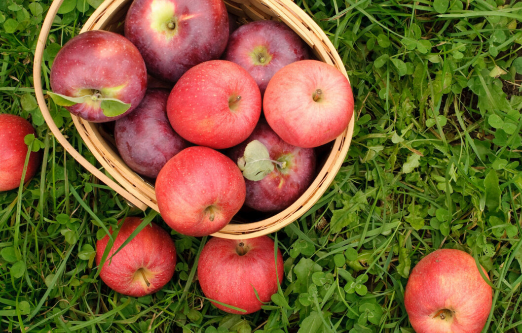 <strong>PERFEKT SNACKS:</strong> Epler før leggetid er ypperlig, da de inneholder mye mettende fiber. Foto: Fotolia <strong>PERFEKT SNACKS:</strong> Epler før leggetid er ypperlig, da de inneholder mye mettende fiber. Foto: Fotolia