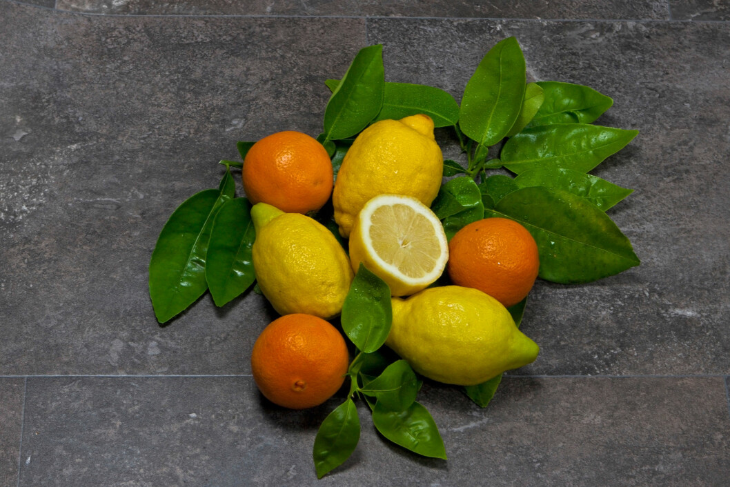 SYRE: Ha litt lime- eller sitronsaft på toppen av den ferdige guacamolen før du dekker den med plast, da vil den lettere holde på sin friske grønne farge. Foto: Joana Kruse / Alamy/All Over Press SYRE: Ha litt lime- eller sitronsaft på toppen av den ferdige guacamolen før du dekker den med plast, da vil den lettere holde på sin friske grønne farge. Foto: Joana Kruse / Alamy/All Over Press
