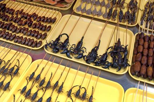 <strong>SOM MAT:</strong> Det finnes stedet i verden der insekter regnes som delikatesser. Foto: Delphimages - Fotolia <strong>SOM MAT:</strong> Det finnes stedet i verden der insekter regnes som delikatesser. Foto: Delphimages - Fotolia