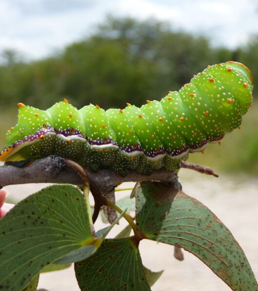 <strong>YUM:</strong> Sommerfugllarver. Foto: Elisabeth - Fotolia <strong>YUM:</strong> Sommerfugllarver. Foto: Elisabeth - Fotolia