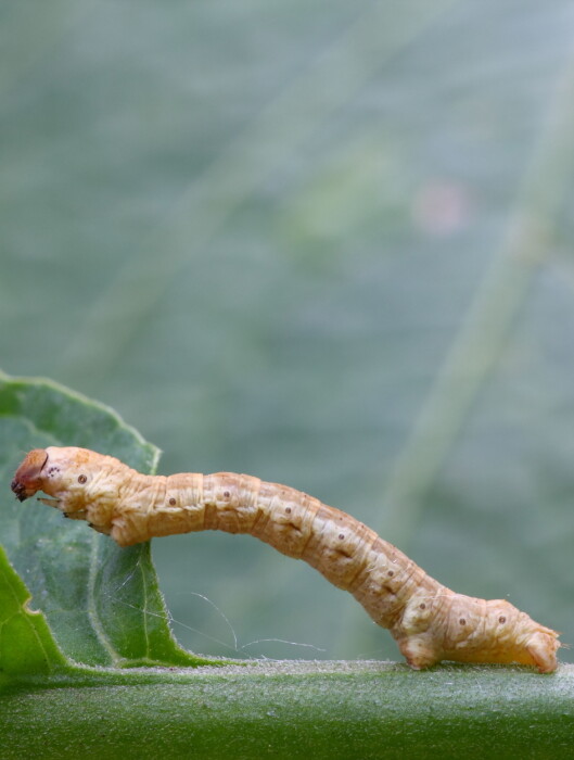 <strong>TIK PŠOMEGA-9 FETTSYRER:</strong> Witchetty-larven. Foto: Marko Lücke - Fotolia <strong>TIK PŠOMEGA-9 FETTSYRER:</strong> Witchetty-larven. Foto: Marko Lücke - Fotolia