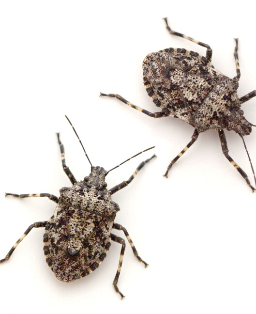 <strong>BREITEGER:</strong> På engelsk stink bug, bør helst ikke spise rå. Foto: epantha - Fotolia <strong>BREITEGER:</strong> På engelsk stink bug, bør helst ikke spise rå. Foto: epantha - Fotolia