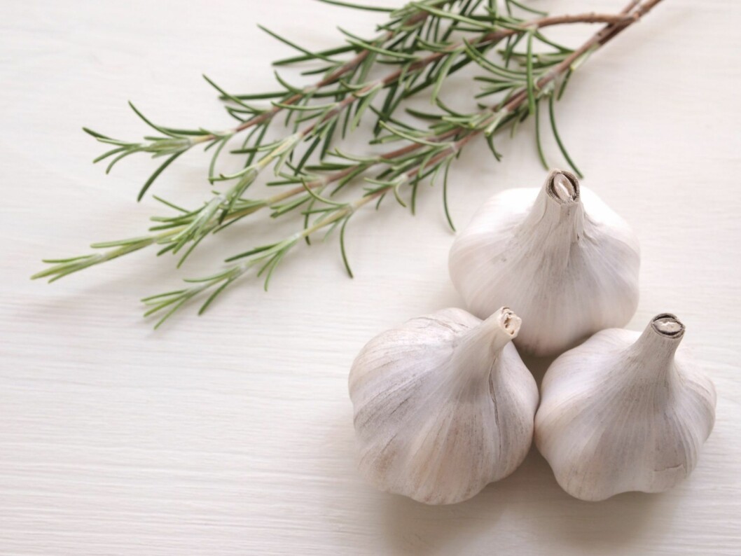 <strong>LUKT OG SMAK:</strong> Stoffet allinase gir hvitløken den streke lukten og smaken. Foto: karinrin - Fotolia <strong>LUKT OG SMAK:</strong> Stoffet allinase gir hvitløken den streke lukten og smaken. Foto: karinrin - Fotolia