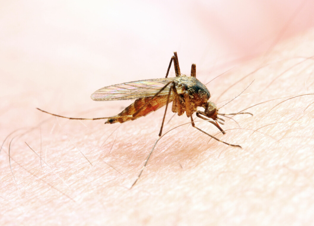 <strong>SMITTEBÆRER:</strong> Den blodsugende myggen bærer smitten fra person til person i malariarammede områder. Hvert år dør opptil 2,7 millioner av malaria. Foto: Kletr - Fotolia <strong>SMITTEBÆRER:</strong> Den blodsugende myggen bærer smitten fra person til person i malariarammede områder. Hvert år dør opptil 2,7 millioner av malaria. Foto: Kletr - Fotolia