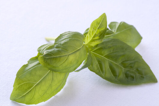 <strong>FIN URTE:</strong> Basilikum kan hakkes og legges på stikket. Foto: Thinkstock <strong>FIN URTE:</strong> Basilikum kan hakkes og legges på stikket. Foto: Thinkstock
