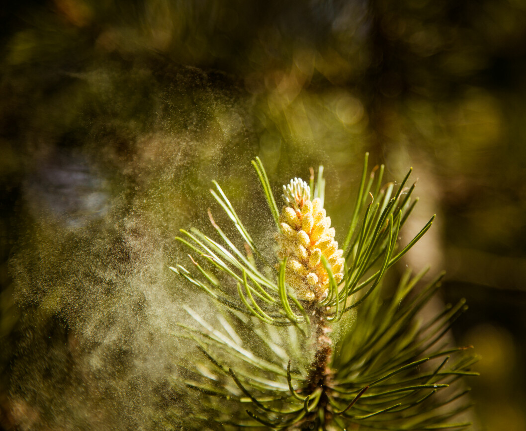 POLLEN: Nei, det er ikke bare om sommeren pollen slår til. Det er vanskelig å spå når pollensesongen blomstrer for fullt. Dette avhenger av været. Men i år kom pollen tidligere enn noen gang. Foto: Shutterstock / Romija POLLEN: Nei, det er ikke bare om sommeren pollen slår til. Det er vanskelig å spå når pollensesongen blomstrer for fullt. Dette avhenger av været. Men i år kom pollen tidligere enn noen gang. Foto: Shutterstock / Romija