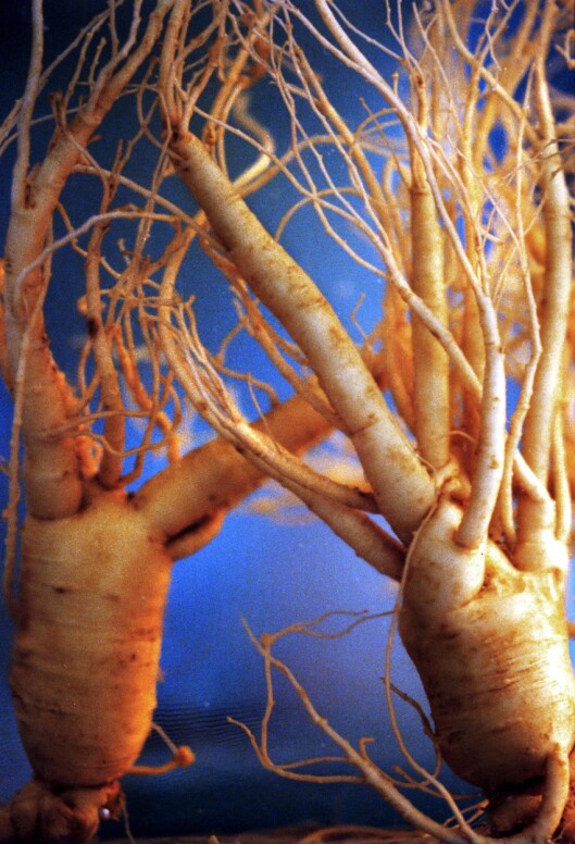 Ginseng. Ginseng.