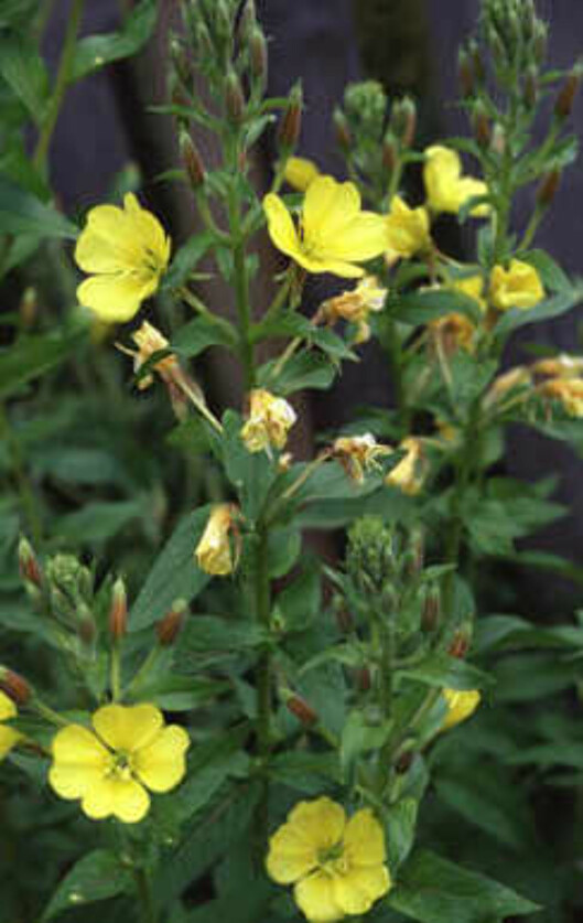 Nattlysolje utvinnes av planten kjempenattlys. Nattlysolje utvinnes av planten kjempenattlys.