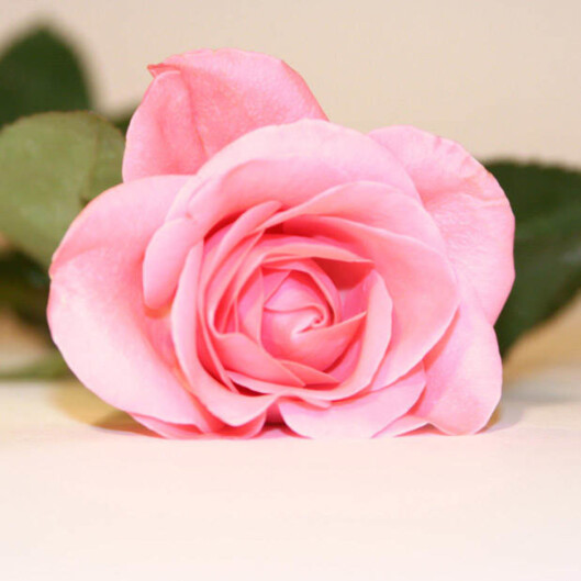 Rosa Jeg er forelsket i deg og lover deg troskap. Rosa Jeg er forelsket i deg og lover deg troskap.