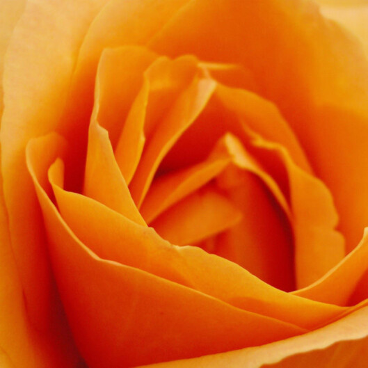 Orange Jeg er din trofaste venn. Orange Jeg er din trofaste venn.