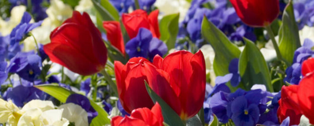 Røde, hvite og blå blomster i en bukett betyr frieri! Røde, hvite og blå blomster i en bukett betyr frieri!