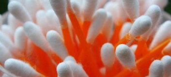 Q-tips er mer skadelig enn du tror Q-tips er mer skadelig enn du tror
