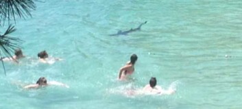 Blåhai badet sammen med Mallorca-turistene : - Det var uvirkelig når den var så nær Blåhai badet sammen med Mallorca-turistene : - Det var uvirkelig når den var så nær