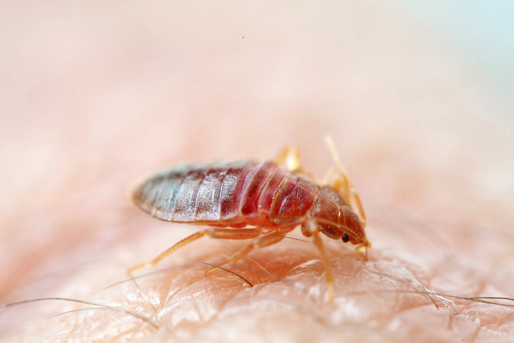 VEGGEDYR: De suger blod, og de kommer når du sover.
Foto: Anticimex / NTB scanpix Foto: NTB scanpix VEGGEDYR: De suger blod, og de kommer når du sover.
Foto: Anticimex / NTB scanpix Foto: NTB scanpix