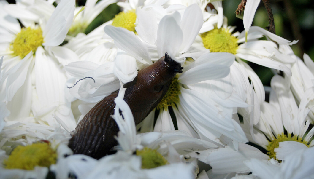 Stemorsblomst snegler Stemorsblomst snegler