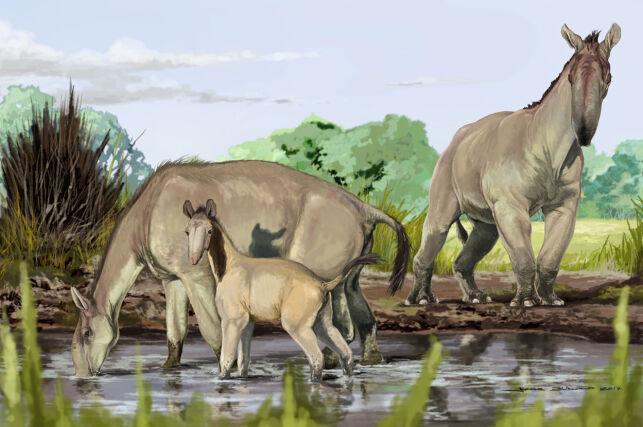 image: Selv ikke Darwin ble klok på denne skapningen. Nå vet vi endelig hva det er