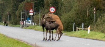 Kronhjorten ble litt for ivrig. Prøvde å bestige elgku Kronhjorten ble litt for ivrig. Prøvde å bestige elgku