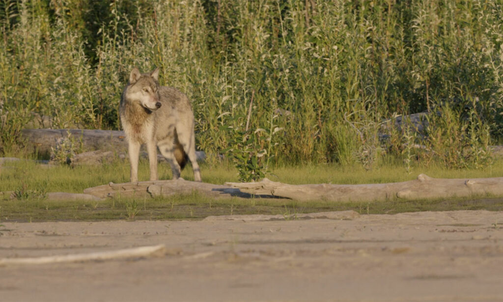 image: Nordmenn plutselig omringet av sultne ulver i Alaskas ødemark: - Jeg kjente på redsel