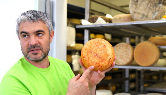 <strong>LAGER OST:</strong> Giuseppe Bussus familie er opprinnelig fra Sardinia. Nå har de 1000 sauer og produserer Pecorino på Pianporcino sør for Pienza. Foto: Heidi Røsok-Dahl <strong>LAGER OST:</strong> Giuseppe Bussus familie er opprinnelig fra Sardinia. Nå har de 1000 sauer og produserer Pecorino på Pianporcino sør for Pienza. Foto: Heidi Røsok-Dahl