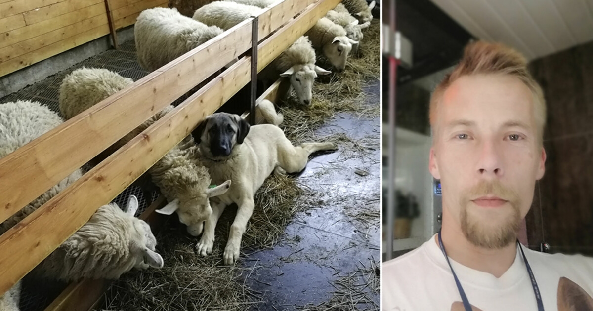 Bonde Raser Over Prisen Pa Sauekjott Gir Sauene Til Hundene I