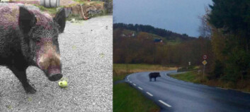Én mann sendt sykehus etter å ha blitt bitt av villsvin forrige uke. Nå er ett villsvin på rømmen Én mann sendt sykehus etter å ha blitt bitt av villsvin forrige uke. Nå er ett villsvin på rømmen