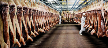 «Om slakteriene hadde hatt glassvegger, ville alle vært vegetarianere» «Om slakteriene hadde hatt glassvegger, ville alle vært vegetarianere»