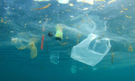 image: Forskere: Har funnet plast i krepsdyr som lever i de mest skjulte stedene i Stillehavet