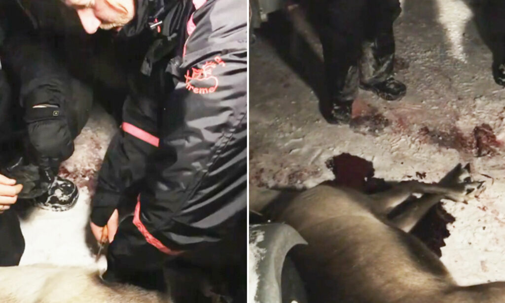 image: Stjernekokkens reinsdyrslakt vekker oppsikt