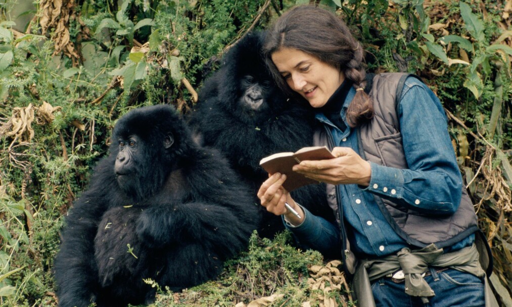 hvem drepte egentlig gorillaekspert dian fossey 32 r hvem drepte egentlig gorillaekspert dian fossey 32 r