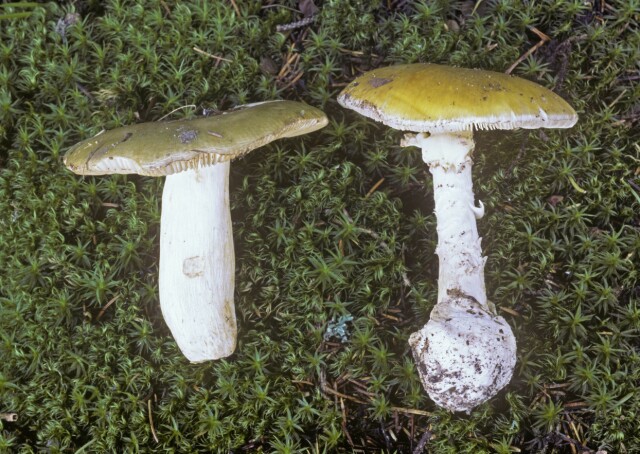 Champignon amming Champignon amming