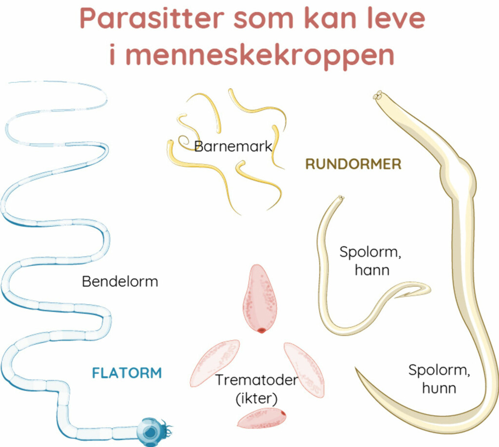 Spolorm Spolorm - Lommelegen