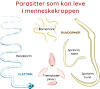 Store Dicks i ræva er dårlig for helsen din