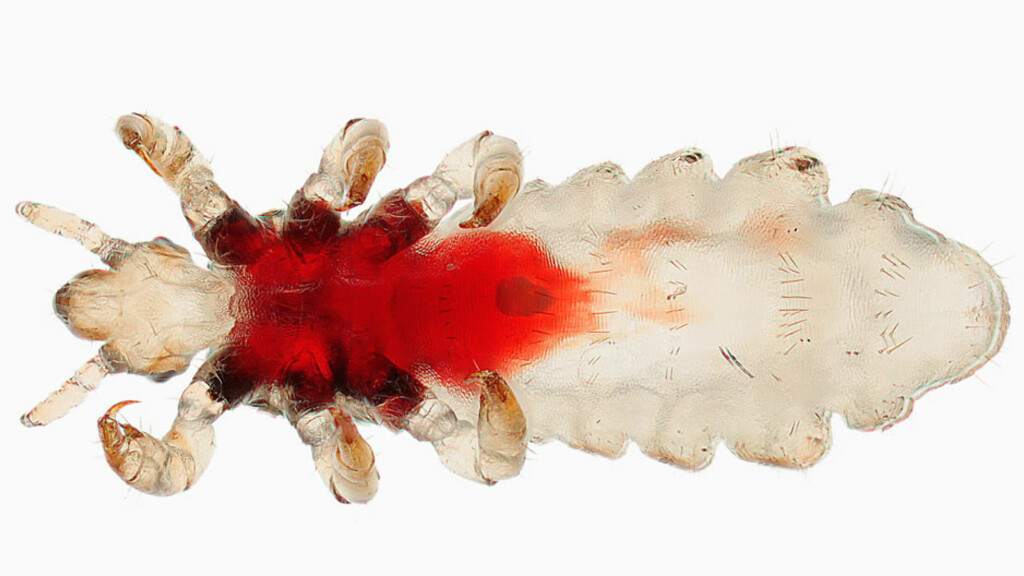 Hodelus symptomer Hodelus symptomer