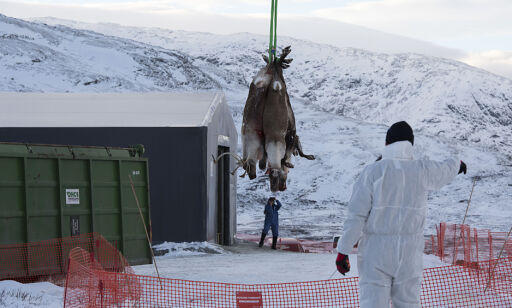 image: To nye tilfeller av skrantesyke i Nordfjella
