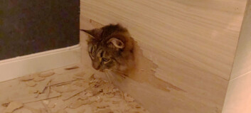 De var kjempeglade for den nye trappa de hadde fått, men plutselig oppdaget de at katten var borte De var kjempeglade for den nye trappa de hadde fått, men plutselig oppdaget de at katten var borte